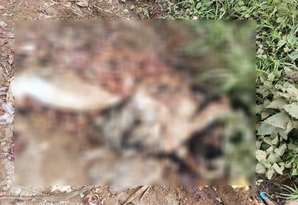Animal Remains near Narahari Parvatha