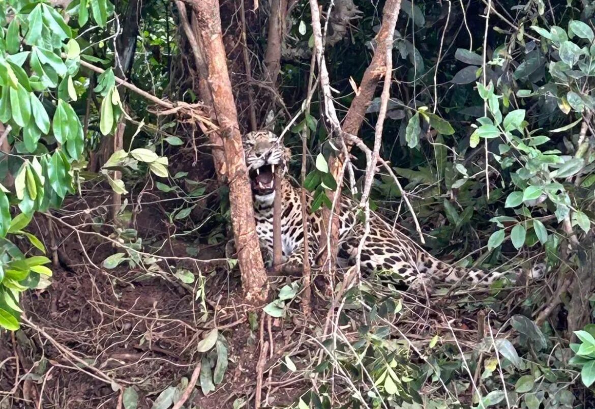 Hiriadka Leopard Saved