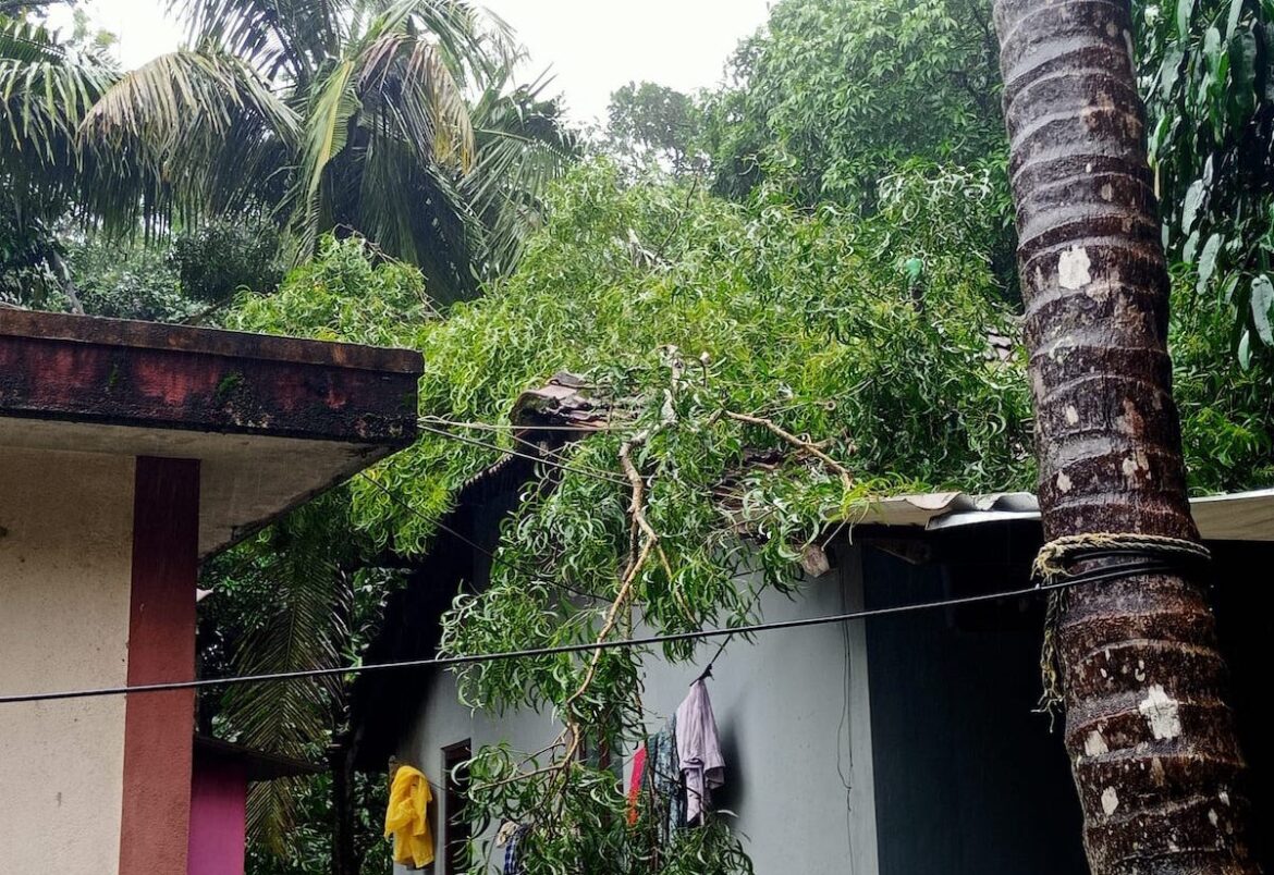 Kapu Tree on House – 01